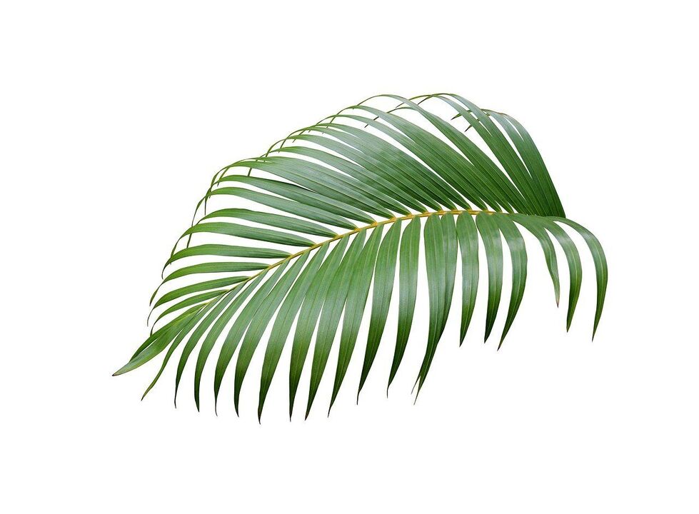 Palmera Cerenia in the Urosaf capsules